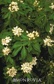 The information on this page is intended to help gardeners deal with the most likely to be found in lowland gardens, namely fallow, roe and muntjac. Choisya Ternata Take Root With Dennis 7 Dees