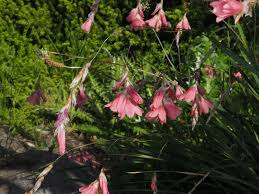 Image result for Dierama formosum