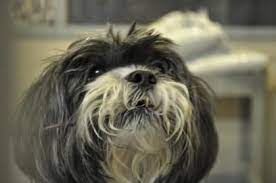 Adopt Hamilton Burlington Spca Dog Adoption Adoption Spca