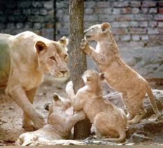 Sanjay Gandhi National Park