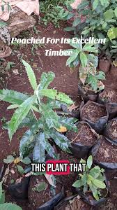 Image result for Garcinia huillensis