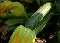 Difference Between Zucchini And Courgette Difference Between
