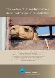 Make a statement with these comfy slingback sandals, featuring padded footbeds and an ankle fastening for a secure fit. The Welfare Of Dromedary Camels During Road Transport In The Middle East