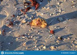 Tulip Shell Egg Case Also Called The Horse Conch Egg Casing Triplofusus Papillosus Stock Photo Image Of Shell Mollusk 182655054
