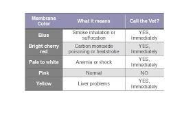 Mucous Membrane Color Related Keywords Suggestions