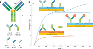 A Rapid And Quantitative Technique For Assessing Igg Monomeric Purity Calibrated With The Nistmab Reference Material Springerlink