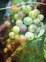 Stained glass purple cluster of grapes fresh from the vine. Stained Glass Grapes 2756 Idp 2 Photograph By Steven Ward
