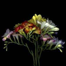 Freesia 7 Photographic Print Magda Indigo Art Com Freesia Flowers Flowers Black Background Freesia