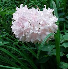 Azaleen Sind Einige Rhododendron Arten Die Garten Azaleen Konnen Ebenfalls Grosse Und Leuchtende Bluten Haben Welche Teilweise Stark Dufte Azaleen Blumen Laub