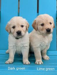 J&B Kansas Golden Retrievers