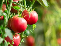 'ruby crush' determinate ~ 60 days rich tasting fruits resist cracking. Tomato Plants And Temperature Lowest Temperature To Grow Tomatoes