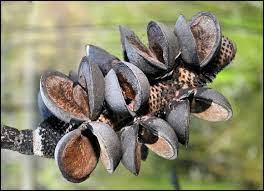 Tin Can Bay Classic 07 Banksia Seed Pod Opened By Bushfires Seed Pods Seed Pods Art Seeds