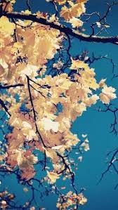Golden Autumn Leaves Backgrounds Phone Wallpapers Fall Backgrounds Wallpapers Fall Phone Wallpaper