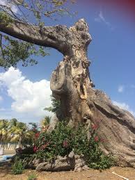 Image result for Ceiba