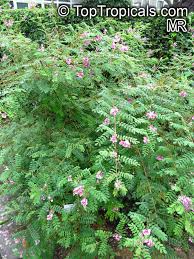 Image result for Indigofera