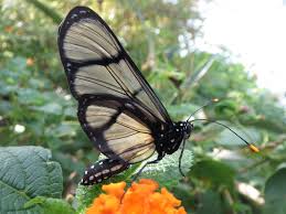 Image result for Ochna confusa