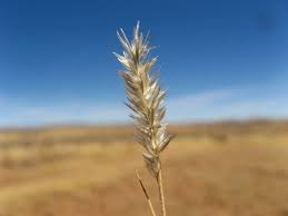 Image result for Enneapogon pretoriensis