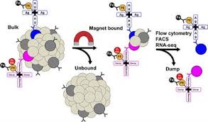 Identify the molecule in the animal cell membrane labeled b. Frontiers Techniques To Study Antigen Specific B Cell Responses Immunology