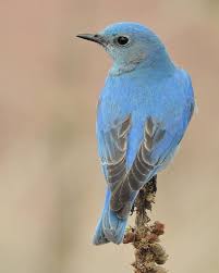 Blue Birds Native To Colorado 2015 Community Photos Part1 Cornell Lab Of Ornithology Pet Birds Beautiful Birds Birds