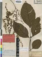 Image result for Lannea welwitschii