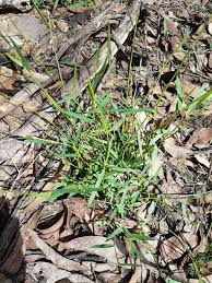 Image result for Entolasia