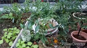 Kenapa daun pokok lada berkedut. Cara Memulihkan Pokok Lada Yang Mengalami Masalah Kerinting Pada Daun Youtube