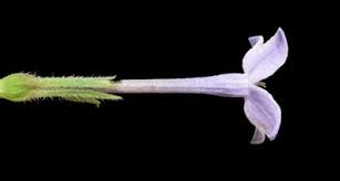 Image result for Conostomium natalense