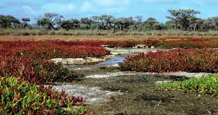 Image result for Sclerodactylon macrostachyum