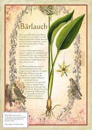 Bilder Aus Dem Buch Alte Heilkrauter Zeichnungen Krauter Pflanzen Krauter Krauterpflanzen