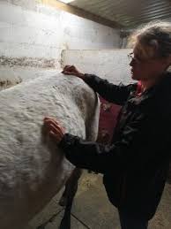 Sports camps & clinics in sligo. Home Raheen Veterinary Practice