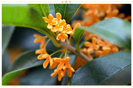 In greek, this name means thorny.. 15 Japanese Flower Meanings And Where To Find Them Proflowers Blog