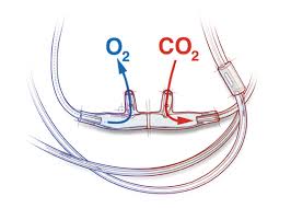 End tidal co2 nasal cannula. Capnography Etco2 Anesthesia For Pediatrics Neonatal Pediatrics