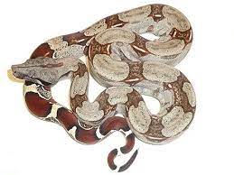 Baby Suriname Boa Constrictor Premium Arowana