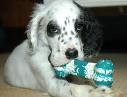Black And White English Setter Puppies For Sale Google Image Result For Http Cdn Www Dailypuppy Com Media Dogs Anonymous Amos Setter03 Jpg W450 Jpg English Setter Puppies Setter Puppies English Setter Dogs