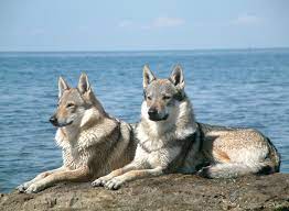 Hiver âge des personnes sur la photo: Chien Loup Wikipedia