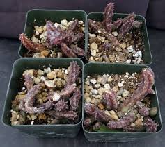 Image result for Huernia aspera