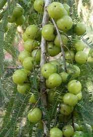 10 Best List Of Ayurvedic Medicinal Plants And Their Uses Medicinal Plants How To Grow Gooseberries Amla