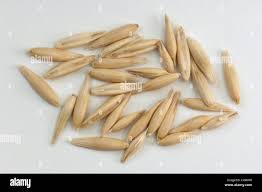 Image result for Avena sativa