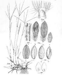 Image result for Digitaria ternata