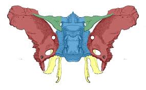 Image result for Sphenoid Bone