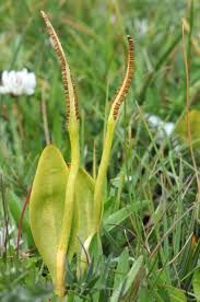 Image result for Ophioglossum vulgatum