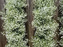 Beautiful Baby S Breath Garland Flower Wall Wedding Babys Breath Outdoor Flowers