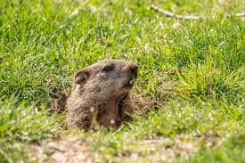 What Did Wiarton Willie Predict This Groundhog Day? | News | Toronto.Com