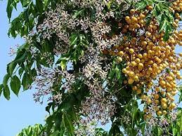 Melia Azedarach Chinaberry Tree Seeds Ornamental Tree Seeds Flowering Trees Australian Native Plants