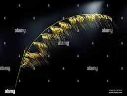 Image result for Sorghastrum stipoides