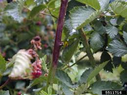 Image result for Raspberry spur blight