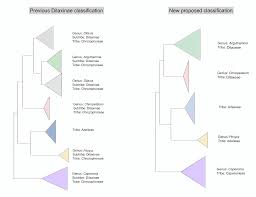 Image result for Caperonia fistulosa