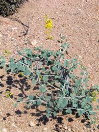 Image result for Adenolobus pechuelii