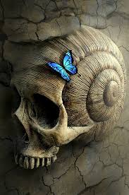 Fantasy book wallpapers we have about (312) wallpapers in (1/11) pages. Royalty Free Photo Ulysses Butterfly On Human Seashell Skull Digital Wallpaper Pickpik