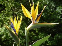 Image result for Strelitziaceae